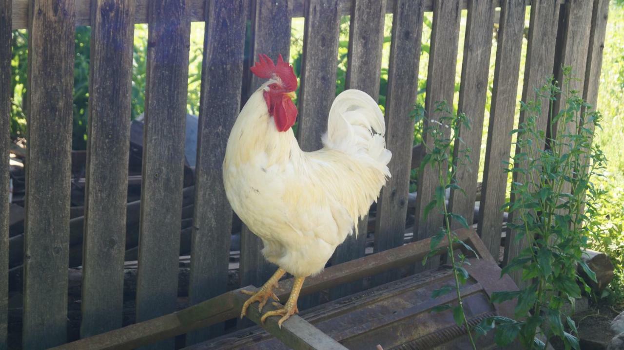 Ferienwohnung Auf Einem Richtigen Bauernhof Finkenstein am Faaker See Εξωτερικό φωτογραφία
